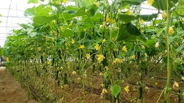 روش جدید برای مبارزه با افت های گیاهی 