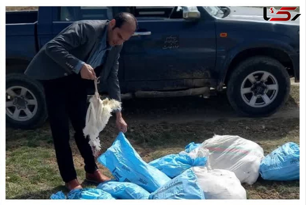 رها کردن بیش از ٢٠٠ لاشه‎ مرغ تلف شده در اطراف طبیعت و زمین های کشاورزی یکی از روستاهای شهرستان ازنا