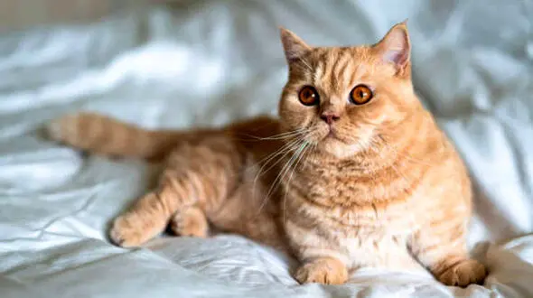 ببینید / گربه های کامیون سوار + فیلم