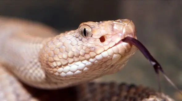 حمله مرگبار 125 مار سمی به مرد مریلندی در خانه! + عکس 