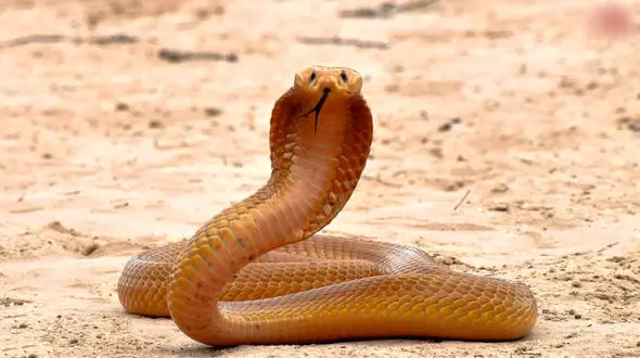 ببینید | جولان یک مار چند متری غول پیکر وسط یک اتوبان / همه وحشت کردند