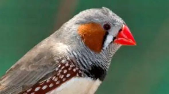 نگهداری کامل و درست از فنچ؛ راهنمای جامع + بیماری‌ ها و درمان