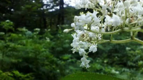 جنگل دالخانی؛ دالان بهشت ایران