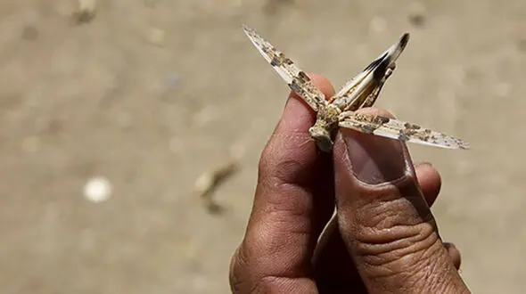 هجوم ملخ‌ها به قم+عکس
