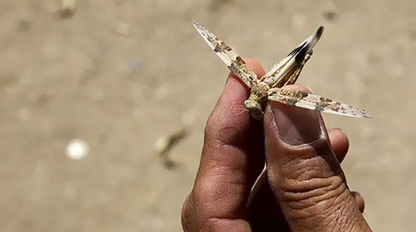 هجوم ملخ‌ها به قم+عکس
