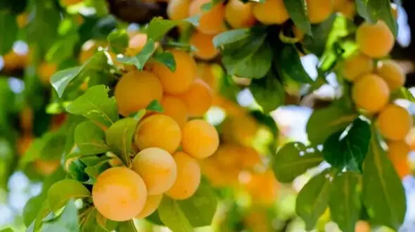 پرورش درخت میوه در خانه؛ چگونه آپارتمان را به بهشت میوه‌ دار تبدیل کنیم؟
