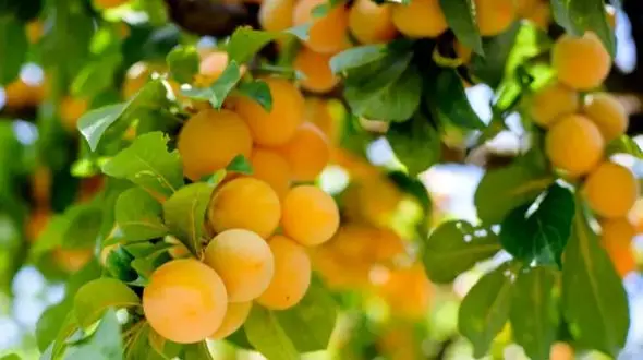 پرورش درخت میوه در خانه؛ چگونه آپارتمان را به بهشت میوه‌ دار تبدیل کنیم؟