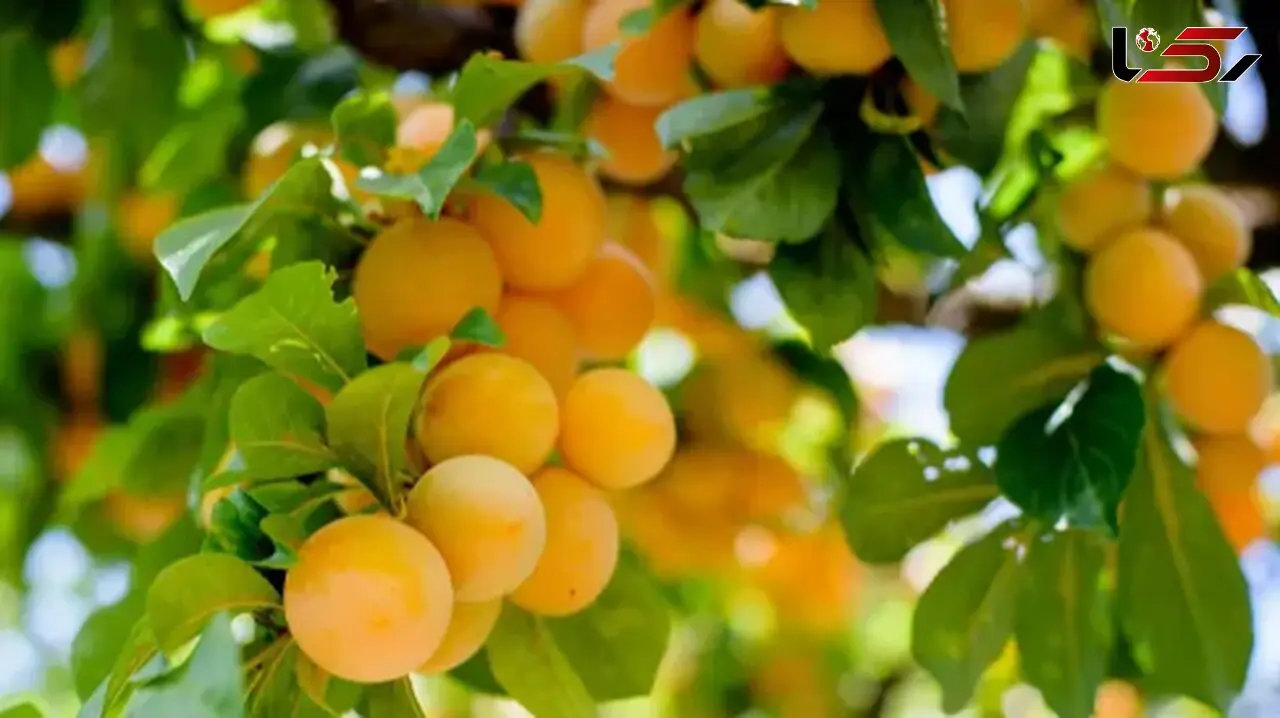 پرورش درخت میوه در خانه؛ چگونه آپارتمان را به بهشت میوه‌ دار تبدیل کنیم؟
