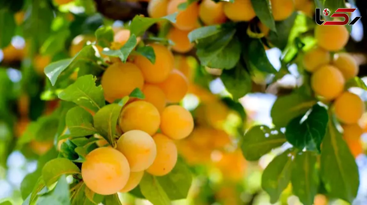 پرورش درخت میوه در خانه؛ چگونه آپارتمان را به بهشت میوه دار تبدیل کنیم؟