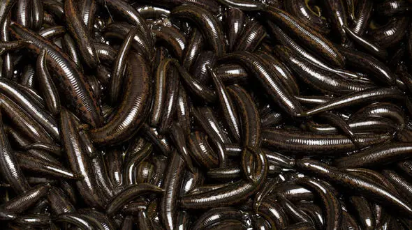  پرورش زالو در پیچ و خم قانون