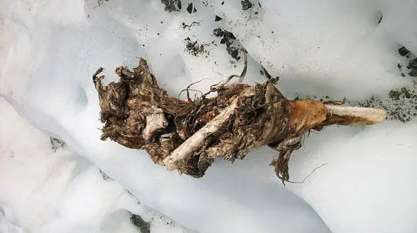 پیدا شدن اجساد مسافران هواپیما پس از 50 سال سقوط در فرانسه + عکس