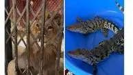 کشف و ضبط شیر نر، عقاب طلایی و تمساح زنده در شهریار