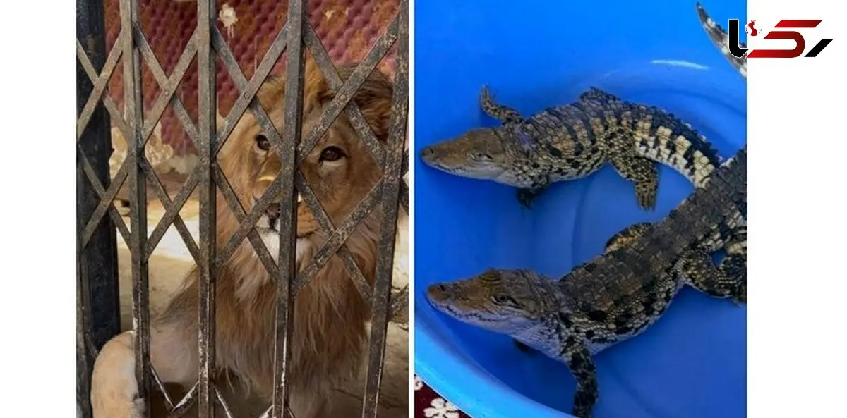 کشف و ضبط شیر نر، عقاب طلایی و تمساح زنده در شهریار
