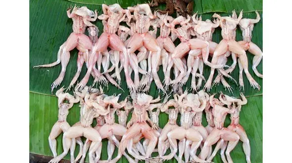 درآمد 14 میلیونی با پرورش قورباغه 