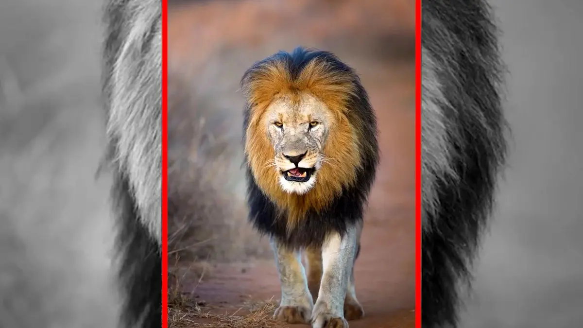 فیلم قدم های محکم شیر نر در حیات وحش