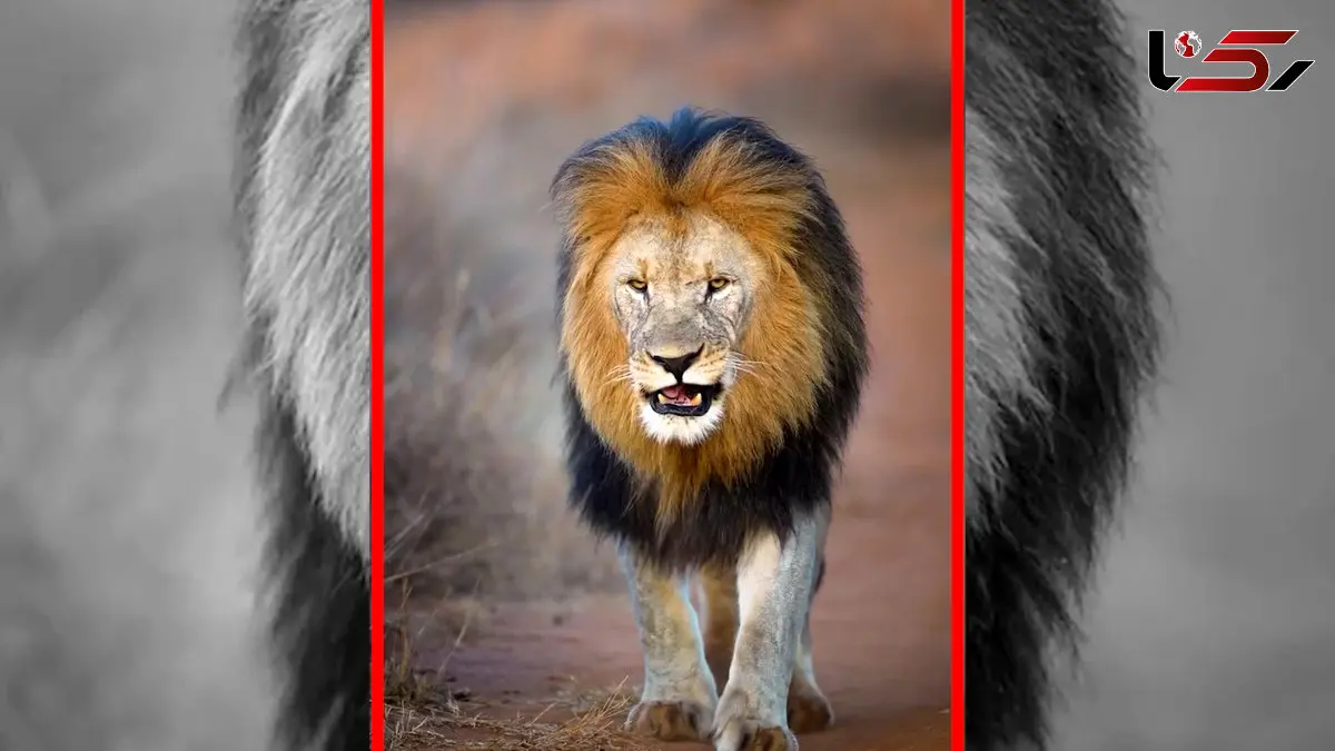 فیلم قدم های محکم شیر نر در حیات وحش