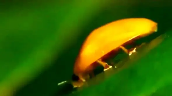 حیات وحش/ آمادگی یک حشره برای پرواز در نمای نزدیک + فیلم