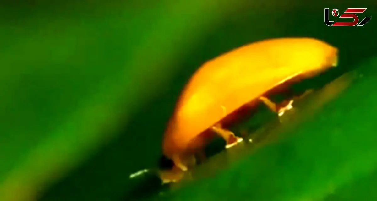 حیات وحش/ آمادگی یک حشره برای پرواز در نمای نزدیک + فیلم