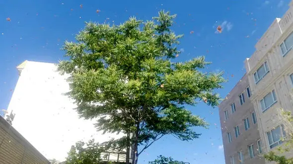 حمله ملخ‌ها به 3 مدرسه شهر فردیس کرج / دانش آموزان وحشت کردند + جزییات