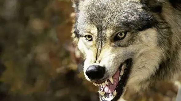 گرگ وحشی را در ملایر آتش زدند/ بازداشت متهم