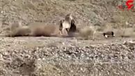 فیلمی عجیب از حمله گرگ به گوسفندان چوپان گرمساری!  + جزییات