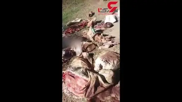 جنجال عجیب سرهای بریده الاغ ها داخل سطل آشغال های خیابان های ابهر! +فیلم