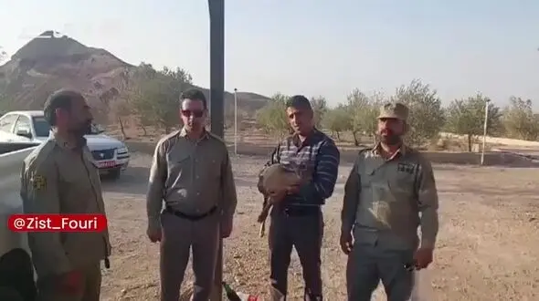 نجات یک بزغالهٔ وحشی از چنگال سگ‌های ولگرد در سمنان