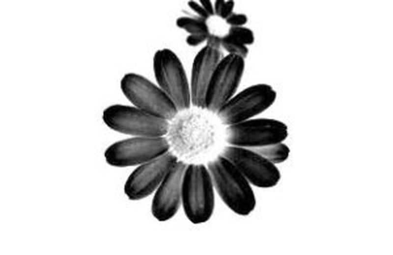 عکس سیاه روی پس زمینه سفید