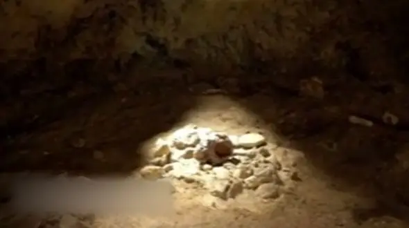 کشف بقایای اجداد اولیه بشر در یک غار + فیلم