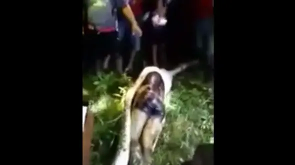 واقعا وحشتناک/کشاورز گمشده در شکم مار پیتون پیدا شد + فیلم