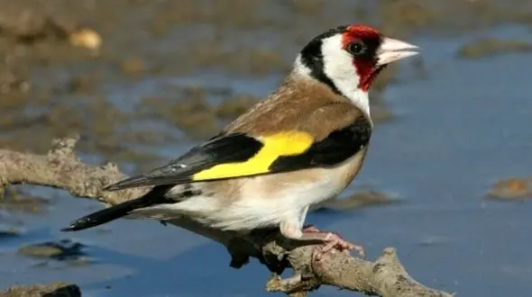 کشف ۱۰۹ قطعه سهره طلایی در میاندوآب