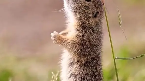 دو چهره آرام از حیات وحش