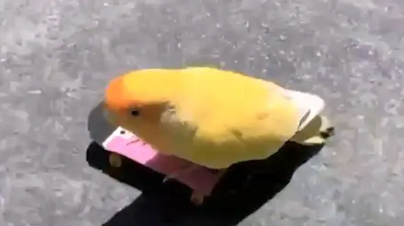 اسکی بازی پرنده رو ببین + فیلم