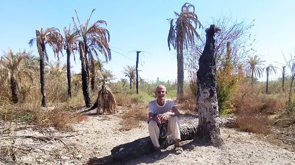 روز ملی خرما، روز غم نخل های آبادان و خرمشهر / وقتی ناکارآمدی آبی معیشت مردمان جنوب را تهدید می‌ کند!