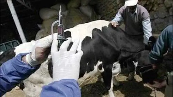واکسینه شدن 400 هزار راس دام در ساوه