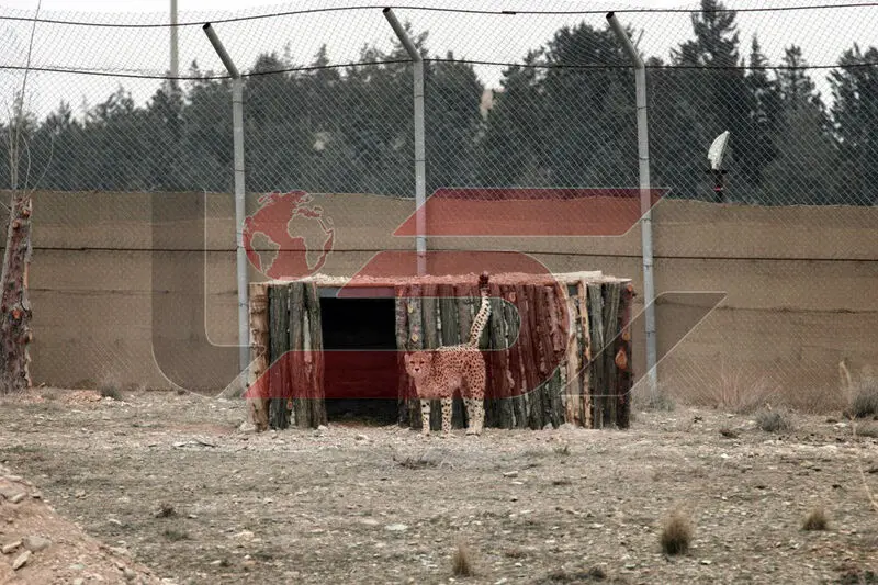 یوزپلنگ آسیایی
