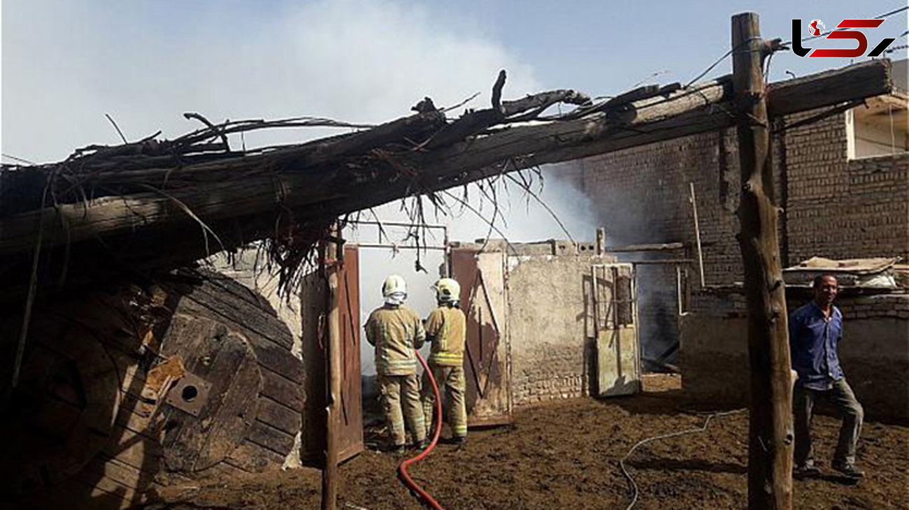 سوختن 100 بز در آتش دامداری / در مازندران رخ داد
