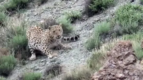 مشاهده ۴ قلاده پلنگ در تپال شاهرود