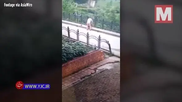 رفتار غیرانسانی رفتگر با توله سگ در خیابان! +فیلم
