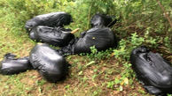 معمای اجساد تکه تکه شده 7 سگ در کیسه زباله +عکس