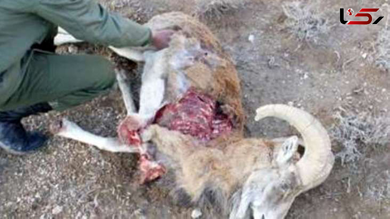 دستگیری شکارچی غیرمجاز و کشف لاشه قوچ وحشی در شیراز 
