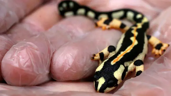 سازمان محیط زیست:  مردم از خرید مارهای آبی، لاکپشت آبی، سمندر لرستانی و گونه گیاهی سنبل آبی پرهیز کنند 