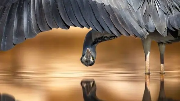 قایم باشک بازی حواصیل بازیگوش با عکاس حیات وحش