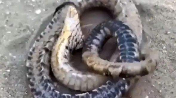 مرگ ظاهری یک مار برای دفاع از خود + فیلم