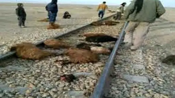 برخورد قطار زنجان - تهران با گله گوسفند در تاکستان