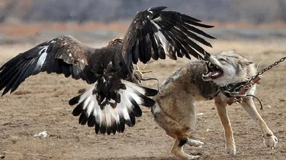 جان دادن روباه در مقابل عقاب + فیلم