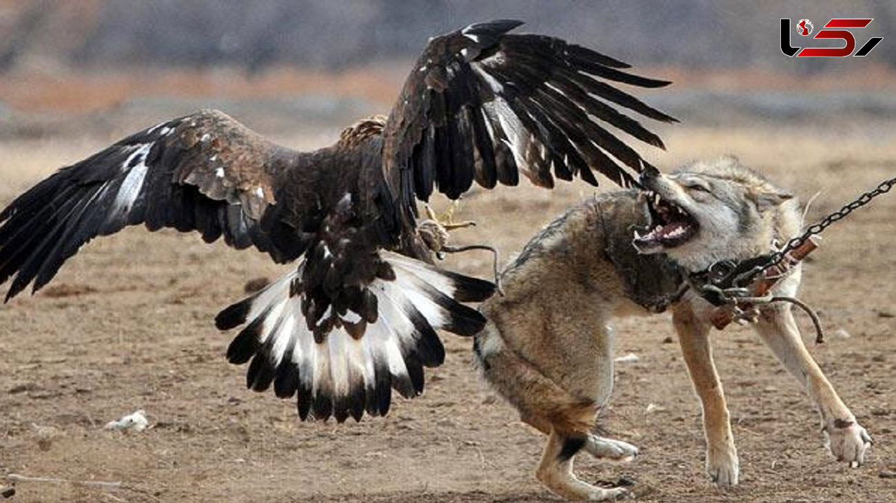 جان دادن روباه در مقابل عقاب + فیلم