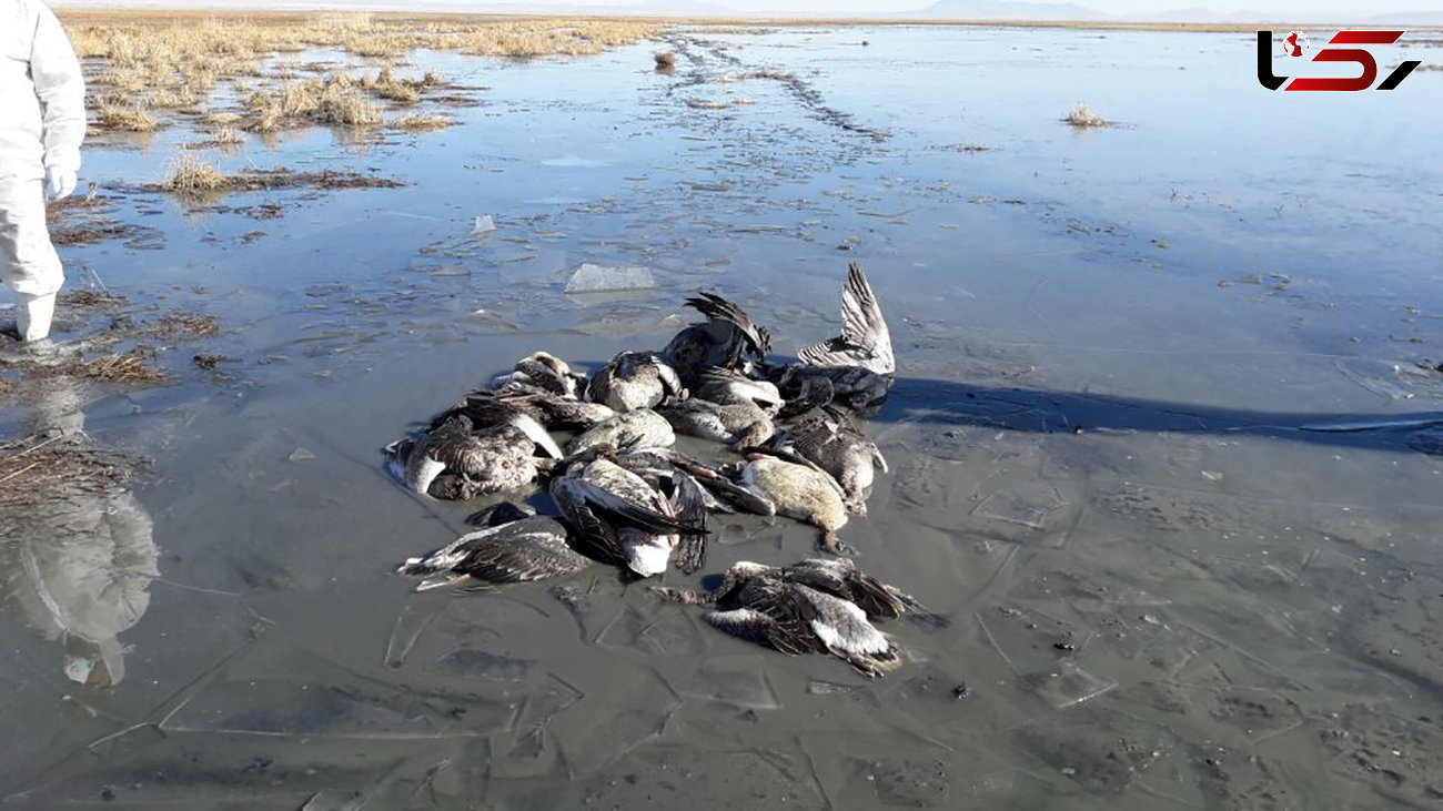 جمع آوری وحشتناک لاشه های پرندگان در سواحل گلستان