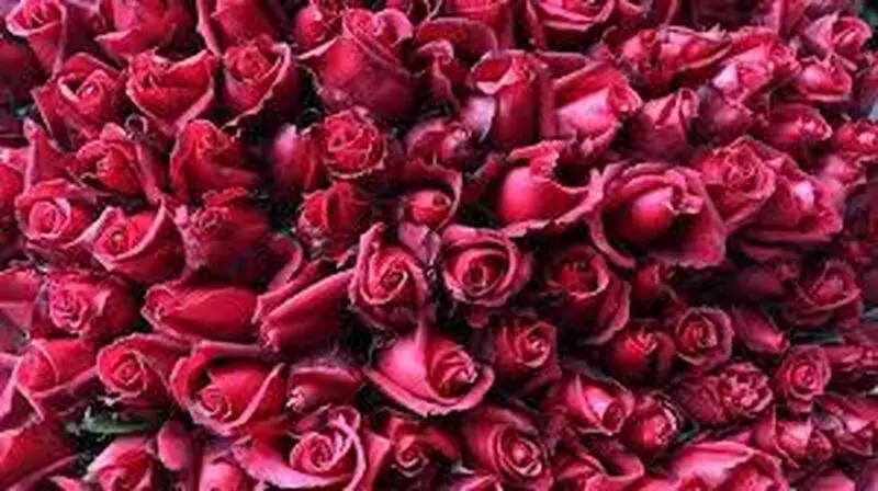گل های رز