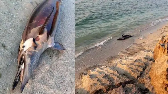 جان باختن یک دلفین در ساحل عسلویه